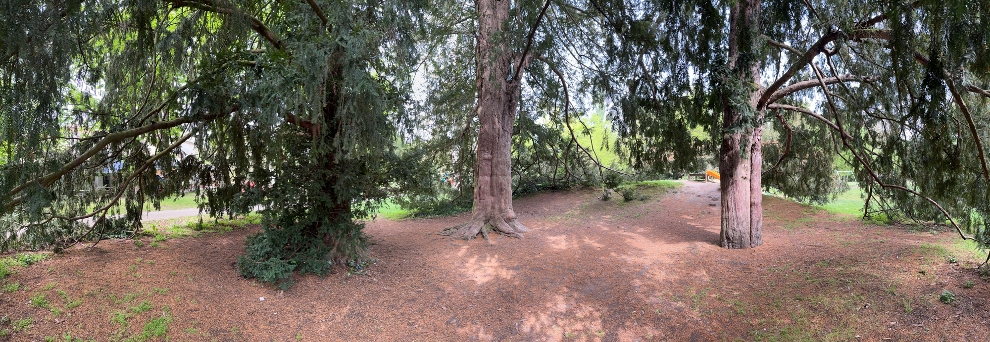 Tasso(insieme omogeneo)_Ferrara_Parco Massari_IMG_32072